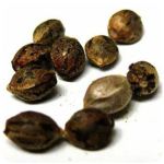 Семена марихуаны АК-47 (Seeds AK-47) в Мичуринске Семена марихуаны АК-47 (Seeds AK-47) в Мичуринске